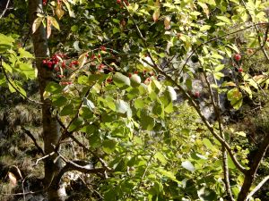 image094